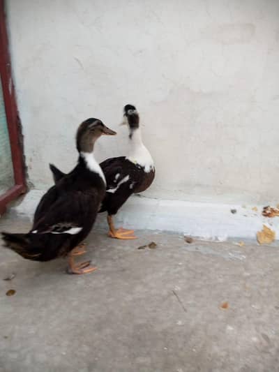 adult pair of ducks