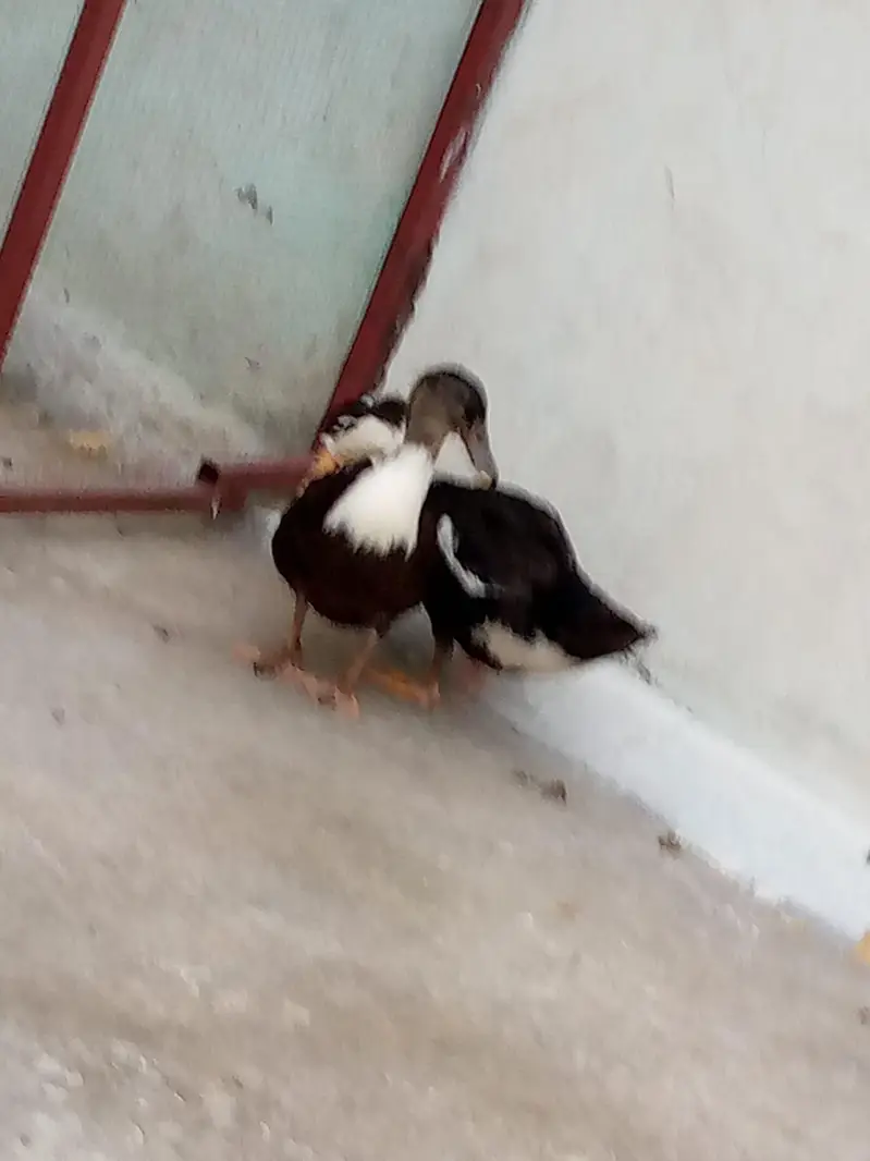 adult pair of ducks — photo 2