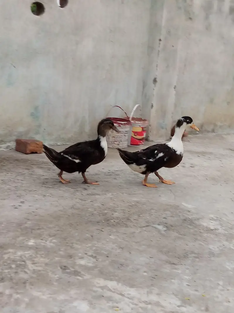 adult pair of ducks — photo 3
