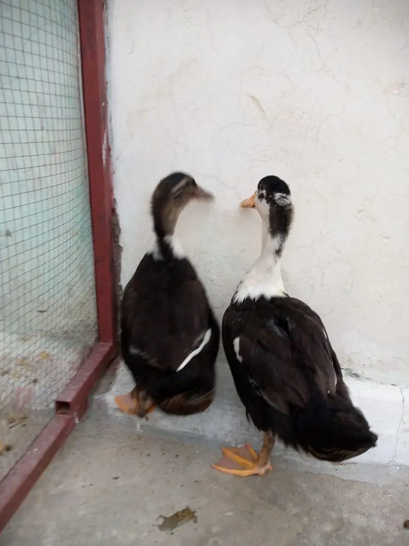 adult pair of ducks — photo 4