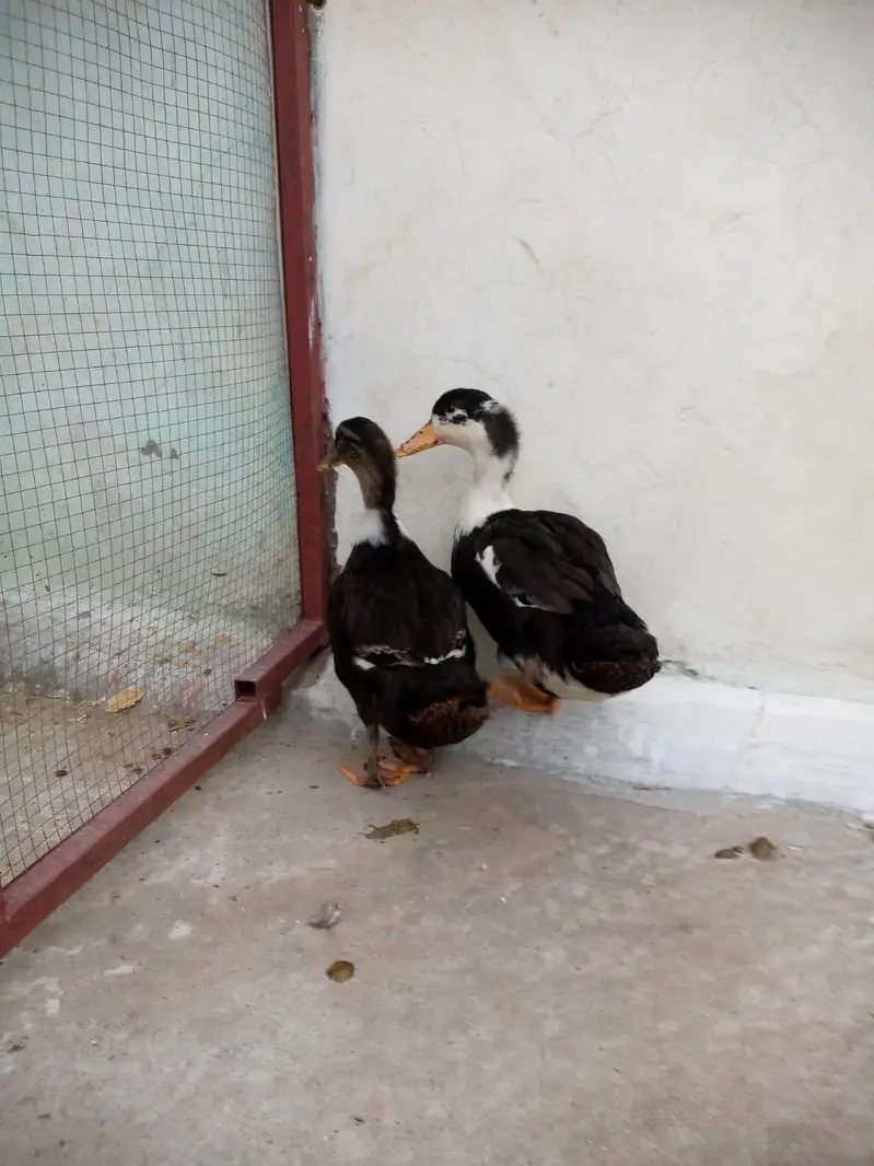 adult pair of ducks — photo 5