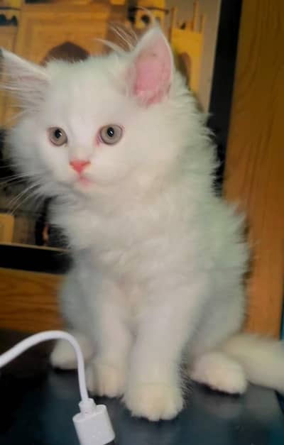 kittens for sale