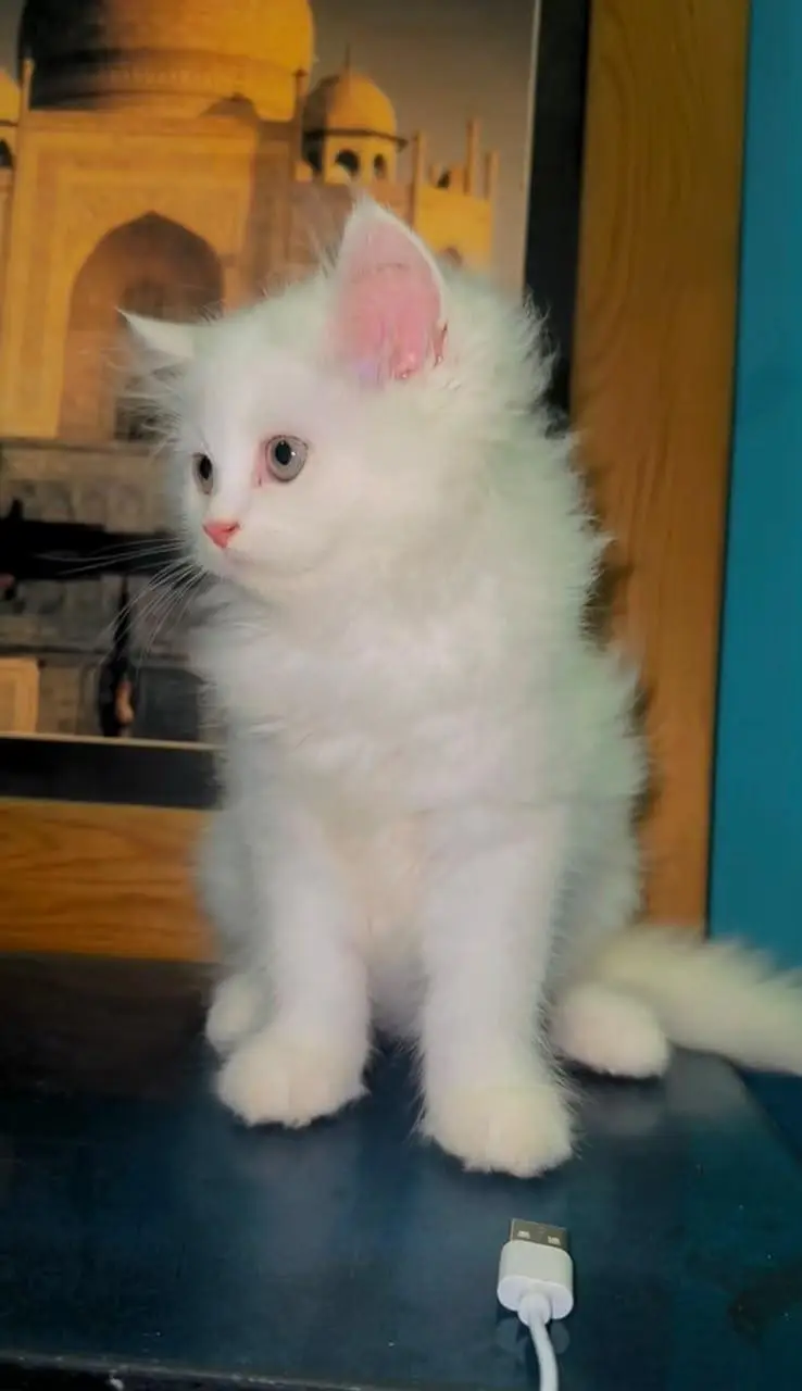 kittens for sale — photo 2