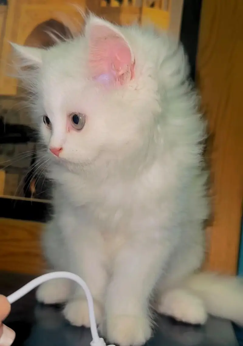 kittens for sale — photo 3