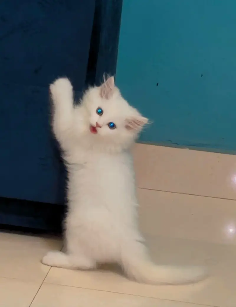 kittens for sale — photo 4