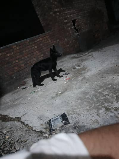 black shefrd male ha boht achi quality ma
