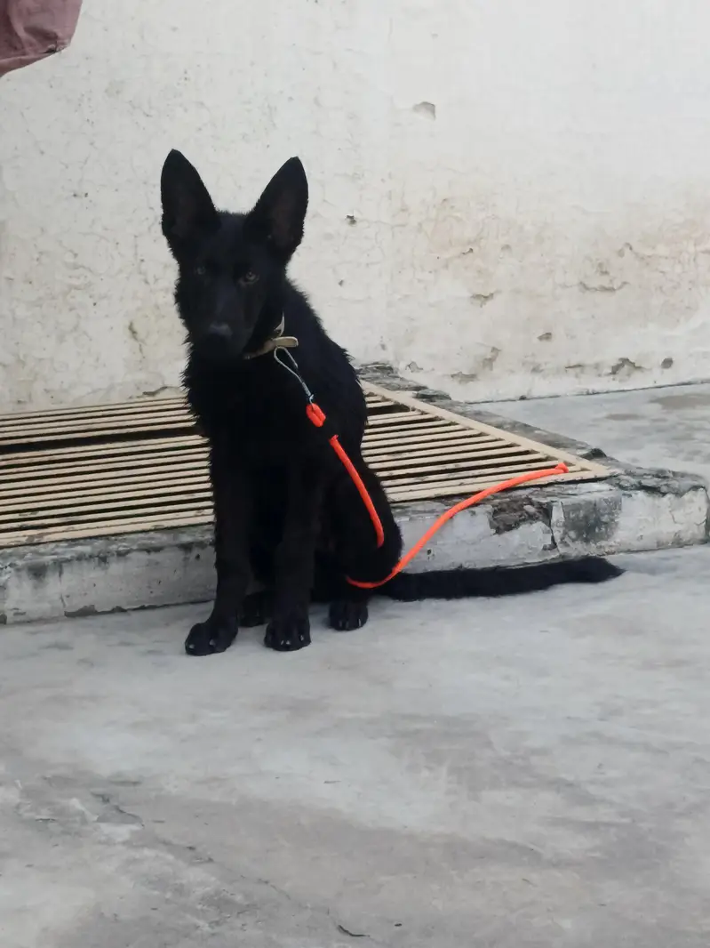 black shefrd male ha boht achi quality ma — photo 2