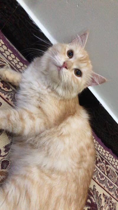Persian Female for sale vaccinated
