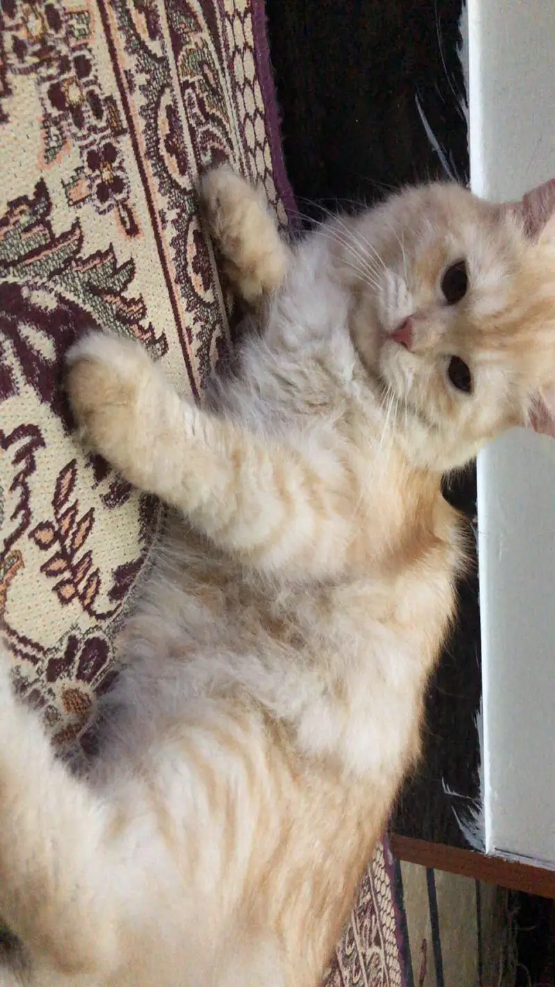Persian breeder Female for sale vaccinated — photo 2