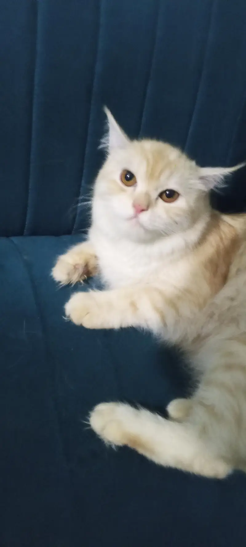 Persian breeder Female for sale vaccinated — photo 3