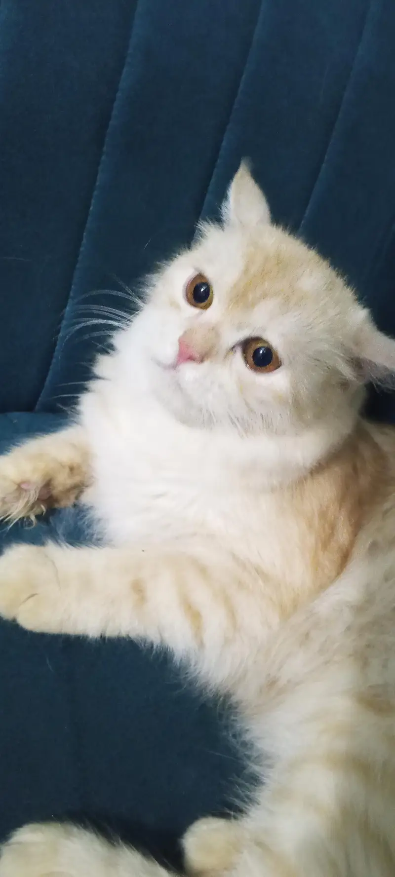 Persian breeder Female for sale vaccinated — photo 4