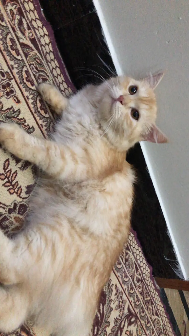 Persian breeder Female for sale vaccinated — photo 5