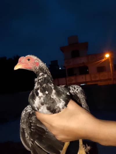 1 murge or 2 murga