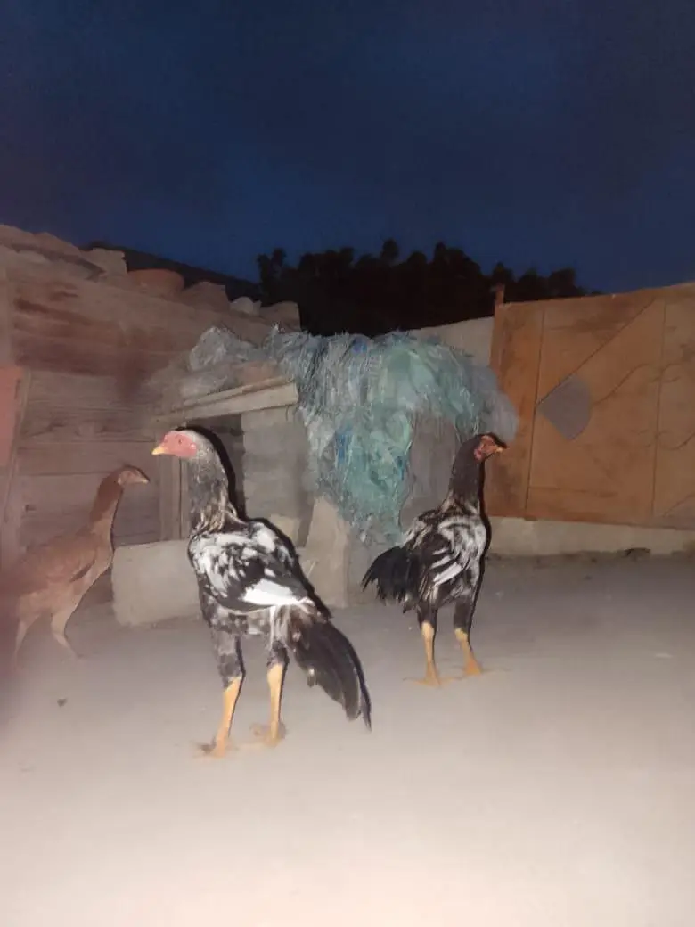 1 murge or 2 murga — photo 2