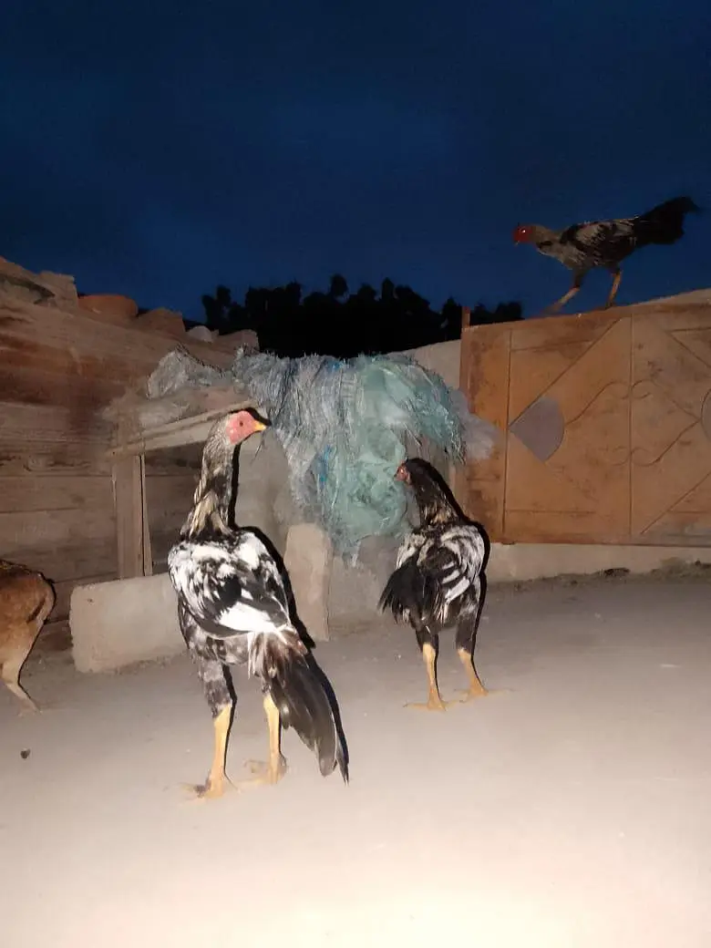 1 murge or 2 murga — photo 3