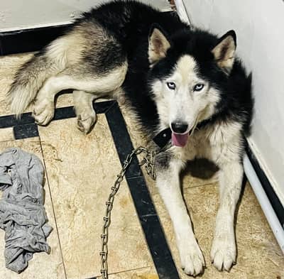 Male Siberian Husky - G15, Islamabad