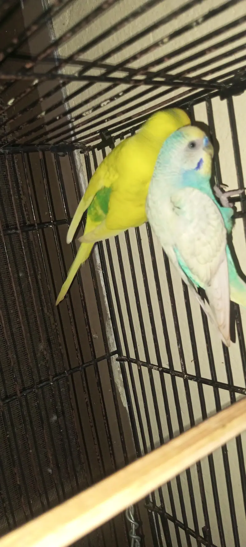 Rainbow  Budgie Breader Pair for sale — photo 3