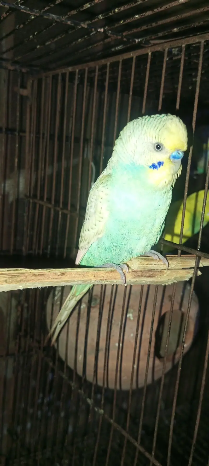 Rainbow  Budgie Breader Pair for sale — photo 11