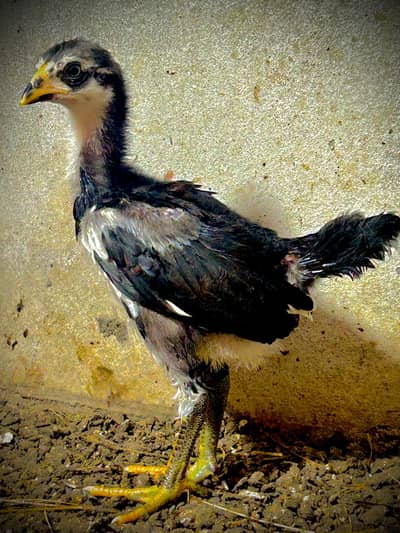 Aseel chicks