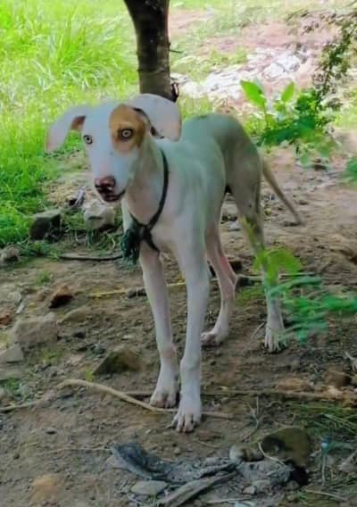 gultair male puppy