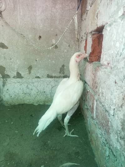 Aseel Females Heera Aseel Hens ( 03204661930 )