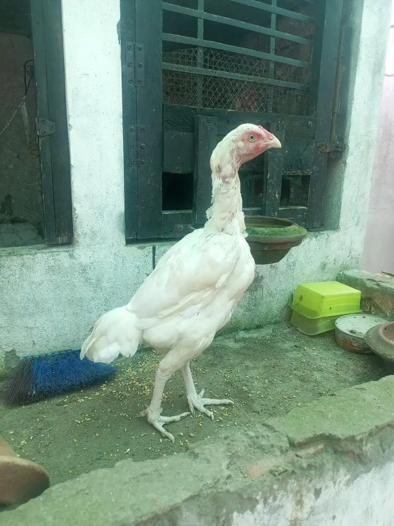 Aseel Females Heera Aseel Hens ( 03204661930 ) — photo 3