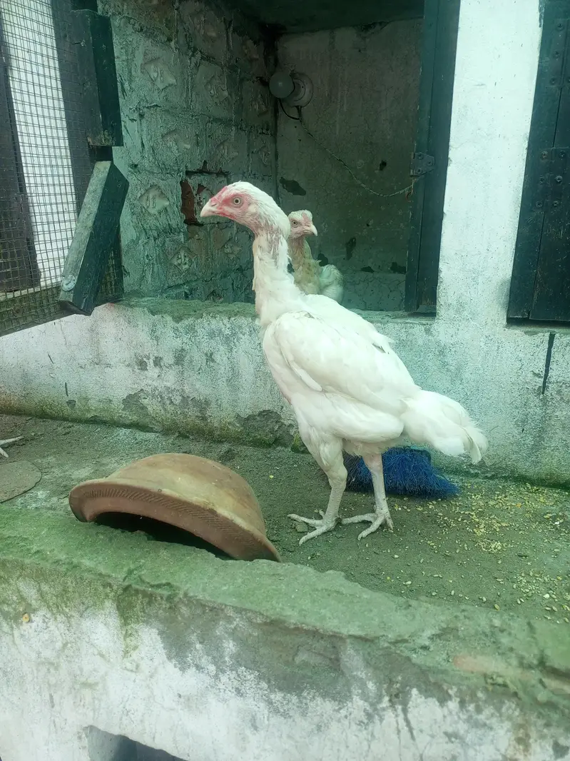 Aseel Females Heera Aseel Hens ( 03204661930 ) — photo 4