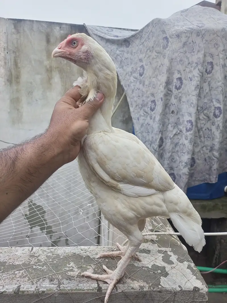 Aseel Females Heera Aseel Hens ( 03204661930 ) — photo 5