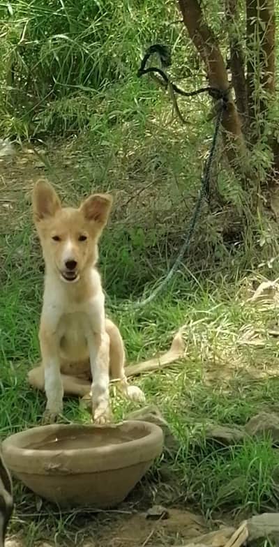 Russian female puppy