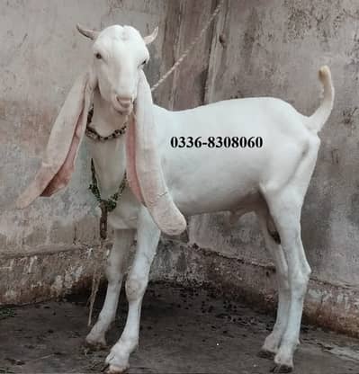 Gulabi Kamori Goat Pair Bakra Bakri