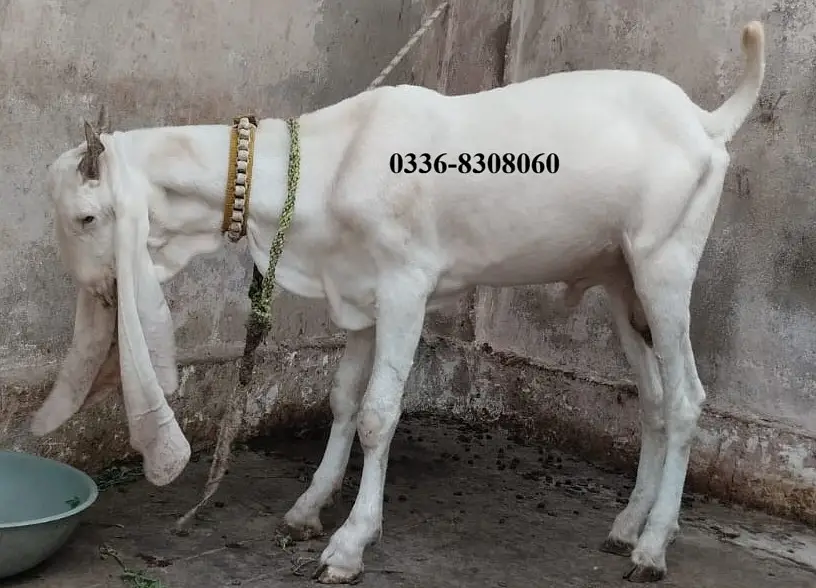 Gulabi Kamori Goat Pair Bakra Bakri — photo 2