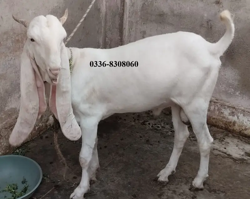Gulabi Kamori Goat Pair Bakra Bakri — photo 3