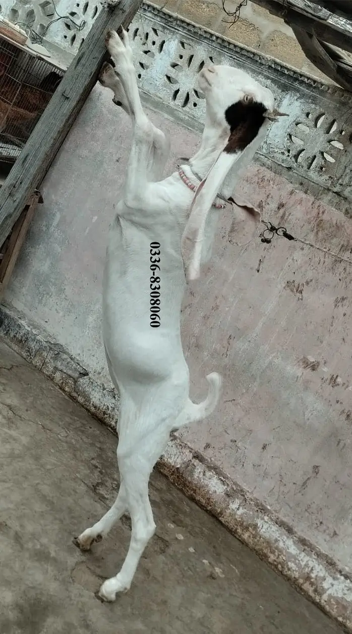 Gulabi Kamori Goat Pair Bakra Bakri — photo 4