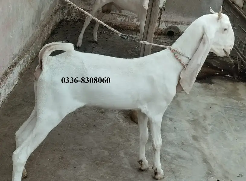 Gulabi Kamori Goat Pair Bakra Bakri — photo 5