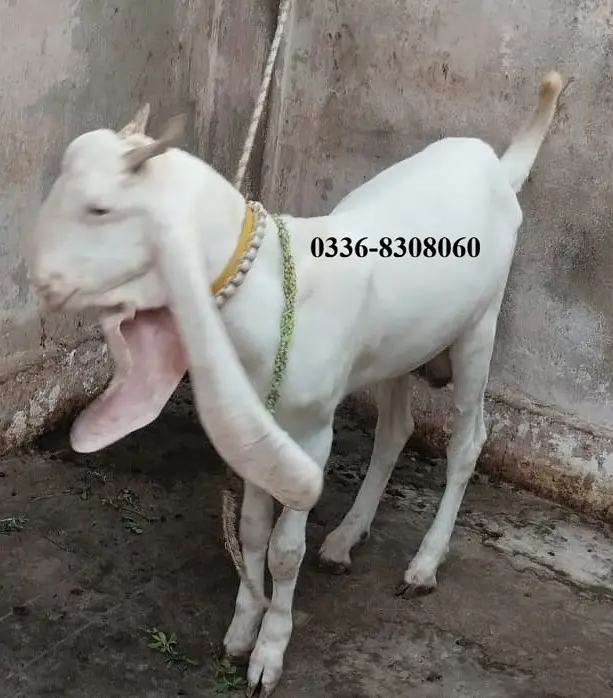 Gulabi Kamori Goat Pair Bakra Bakri — photo 6