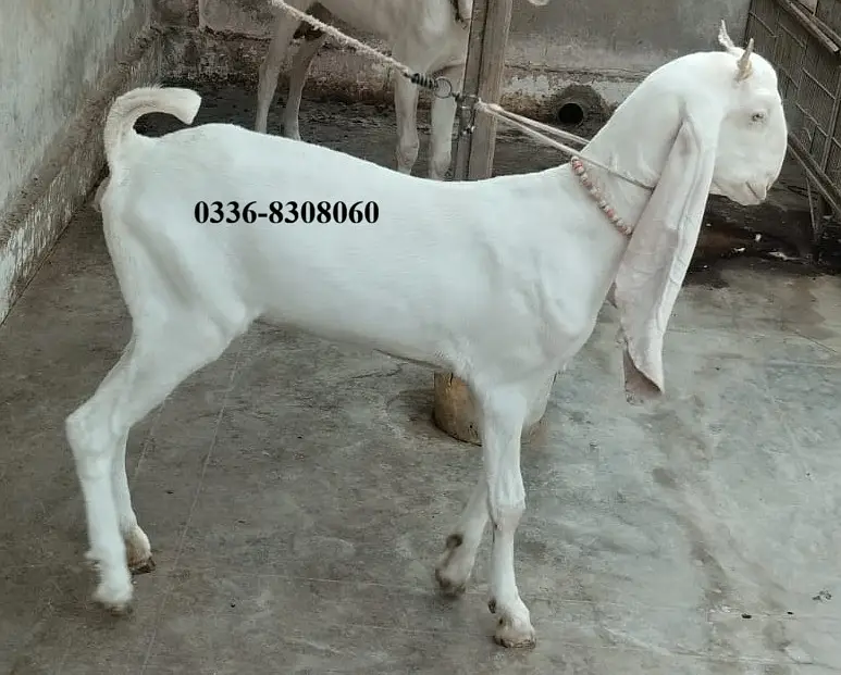 Gulabi Kamori Goat Pair Bakra Bakri — photo 7