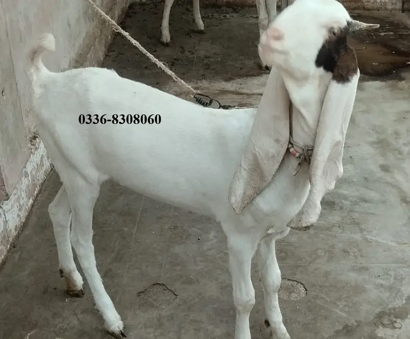 Gulabi Kamori Goat Pair Bakra Bakri — photo 8