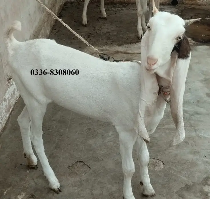 Gulabi Kamori Goat Pair Bakra Bakri — photo 9