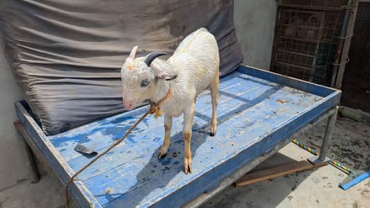 taddy Bakra for sale