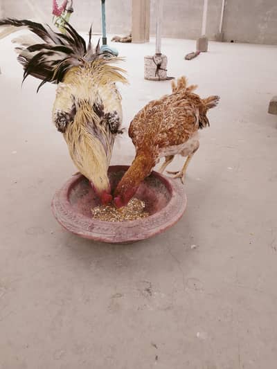 Aseel pair