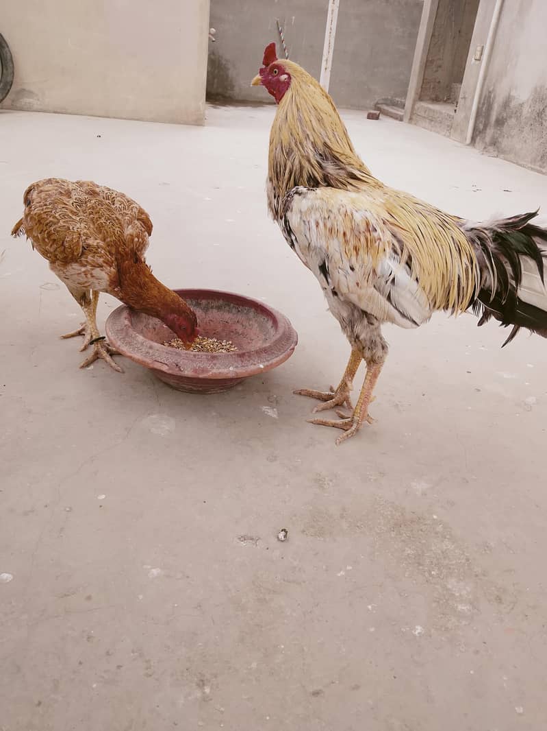 Aseel pair 1