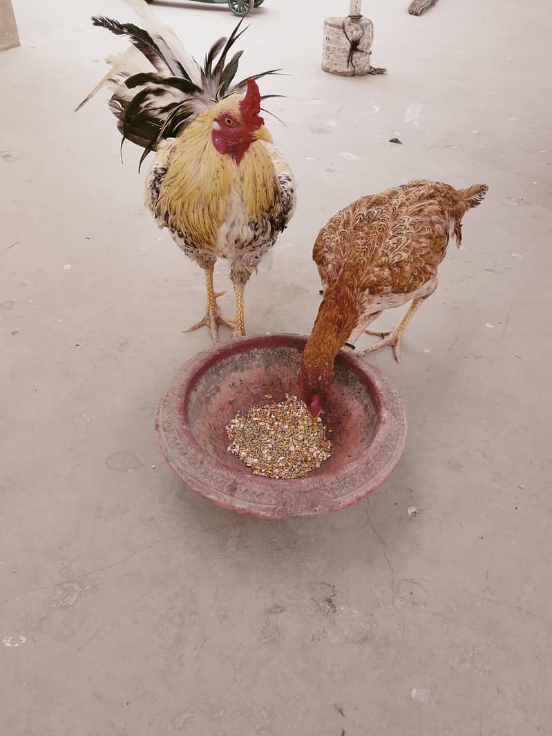 Aseel pair 2