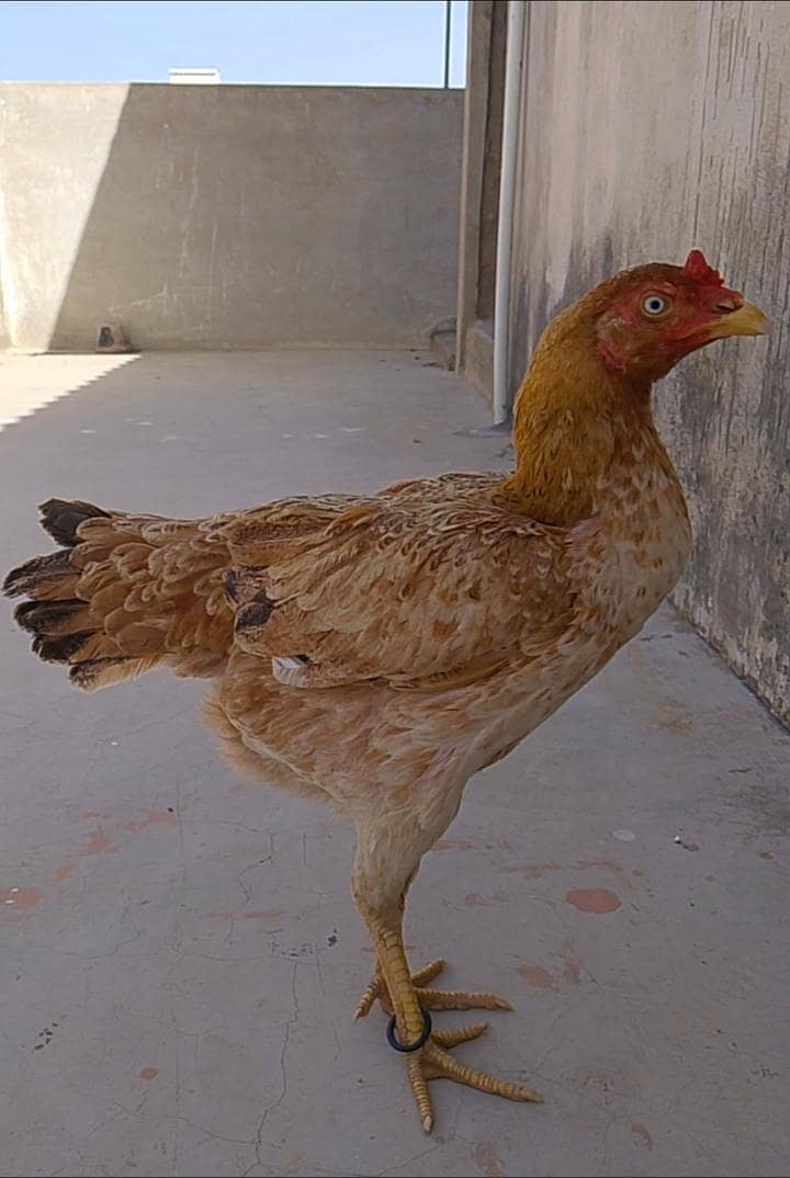 Aseel pair 5