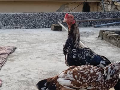 aseel jawa or chini hen jora ha