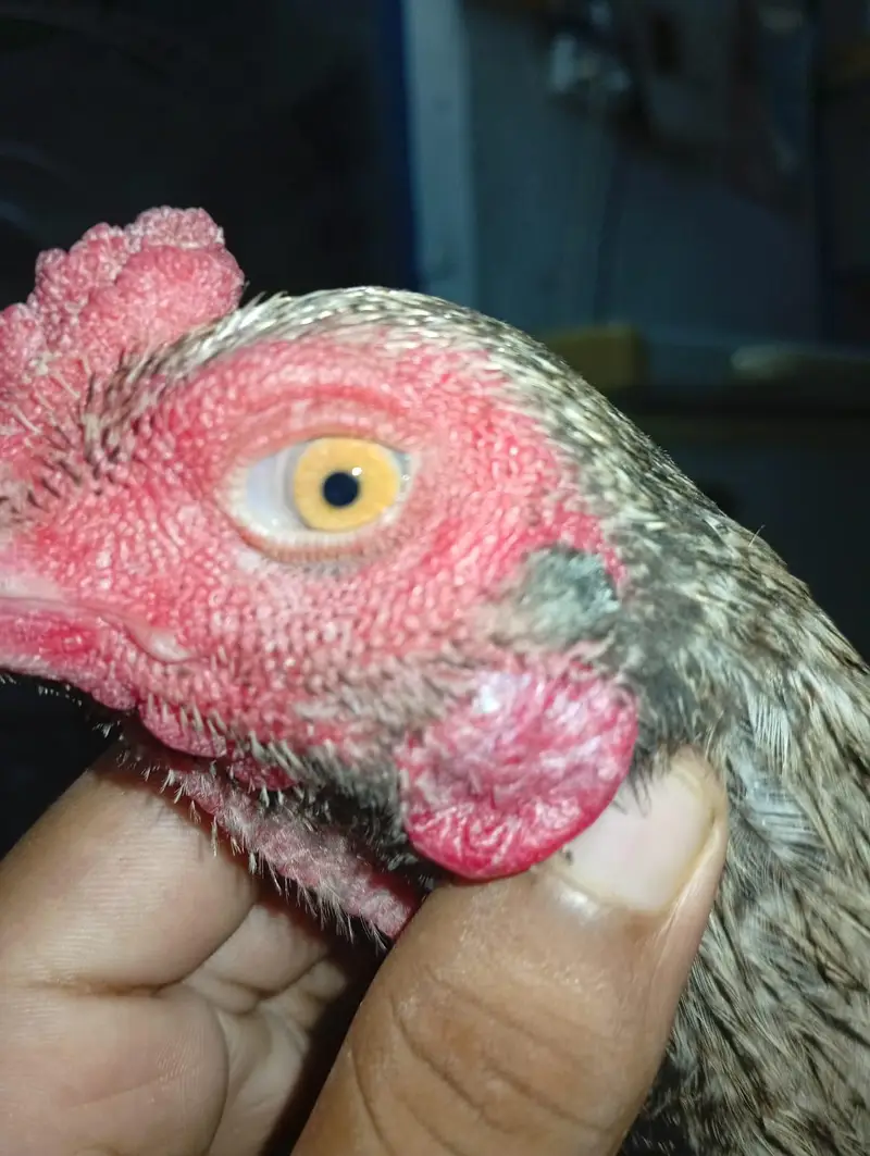 exchange possible with good mobile. aseell jawa or chini hen jora ha — photo 3