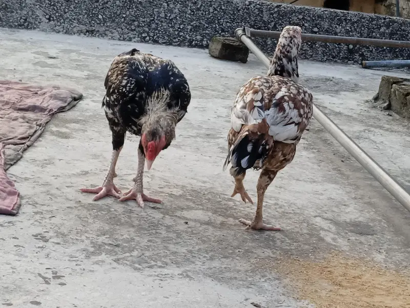 exchange possible with good mobile. aseell jawa or chini hen jora ha — photo 4