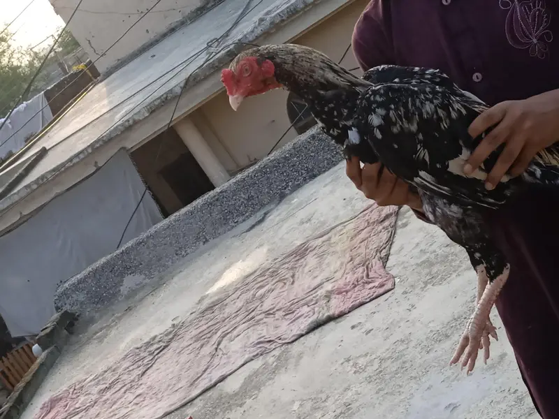 exchange possible with good mobile. aseell jawa or chini hen jora ha — photo 6