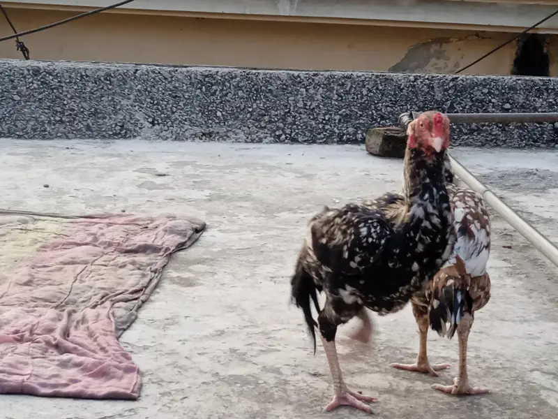 exchange possible with good mobile. aseell jawa or chini hen jora ha — photo 7