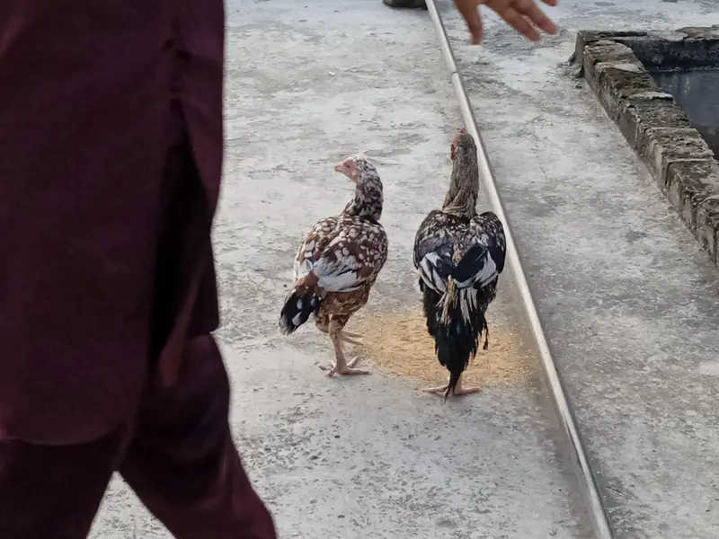 exchange possible with good mobile. aseell jawa or chini hen jora ha — photo 8