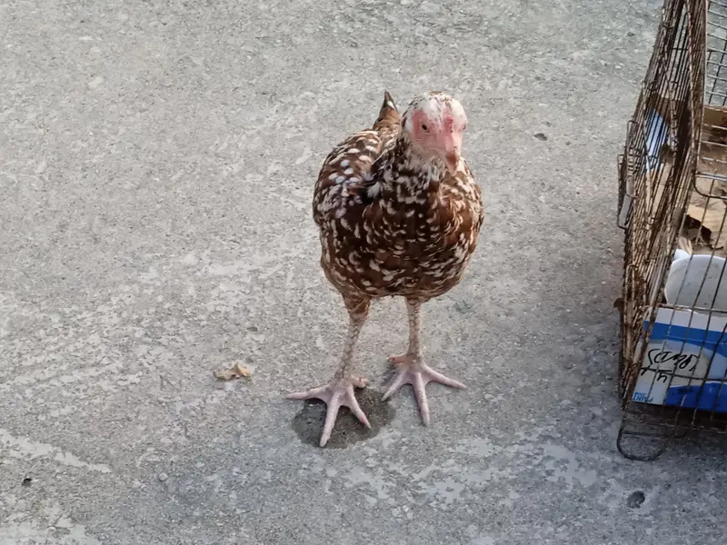 exchange possible with good mobile. aseell jawa or chini hen jora ha — photo 9